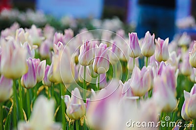 Pink tulip bloom in the spring Stock Photo